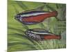 Cardinal Tetra (Paracheirodon Axelrodi), Characidae, Drawing-null-Mounted Premium Giclee Print