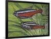 Cardinal Tetra (Paracheirodon Axelrodi), Characidae, Drawing-null-Framed Premium Giclee Print