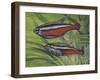 Cardinal Tetra (Paracheirodon Axelrodi), Characidae, Drawing-null-Framed Giclee Print