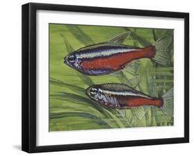 Cardinal Tetra (Paracheirodon Axelrodi), Characidae, Drawing-null-Framed Giclee Print