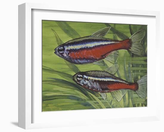 Cardinal Tetra (Paracheirodon Axelrodi), Characidae, Drawing-null-Framed Giclee Print