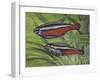 Cardinal Tetra (Paracheirodon Axelrodi), Characidae, Drawing-null-Framed Giclee Print