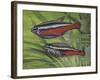 Cardinal Tetra (Paracheirodon Axelrodi), Characidae, Drawing-null-Framed Giclee Print