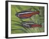 Cardinal Tetra (Paracheirodon Axelrodi), Characidae, Drawing-null-Framed Giclee Print