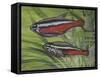 Cardinal Tetra (Paracheirodon Axelrodi), Characidae, Drawing-null-Framed Stretched Canvas