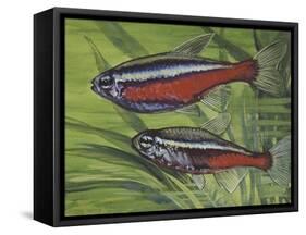 Cardinal Tetra (Paracheirodon Axelrodi), Characidae, Drawing-null-Framed Stretched Canvas