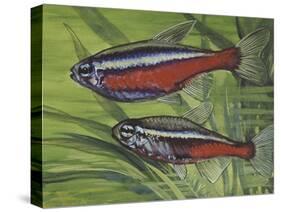 Cardinal Tetra (Paracheirodon Axelrodi), Characidae, Drawing-null-Stretched Canvas