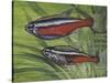 Cardinal Tetra (Paracheirodon Axelrodi), Characidae, Drawing-null-Stretched Canvas