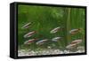 Cardinal Tetra Small Shoal by Weeds-null-Framed Stretched Canvas