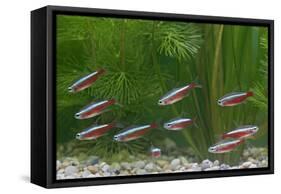 Cardinal Tetra Small Shoal by Weeds-null-Framed Stretched Canvas