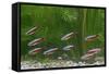 Cardinal Tetra Small Shoal by Weeds-null-Framed Stretched Canvas