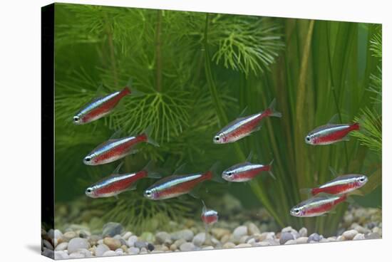 Cardinal Tetra Small Shoal by Weeds-null-Stretched Canvas