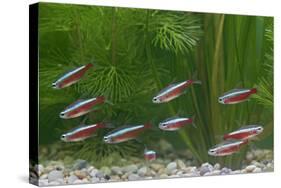 Cardinal Tetra Small Shoal by Weeds-null-Stretched Canvas