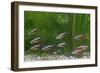 Cardinal Tetra Small Shoal by Weeds-null-Framed Premium Photographic Print