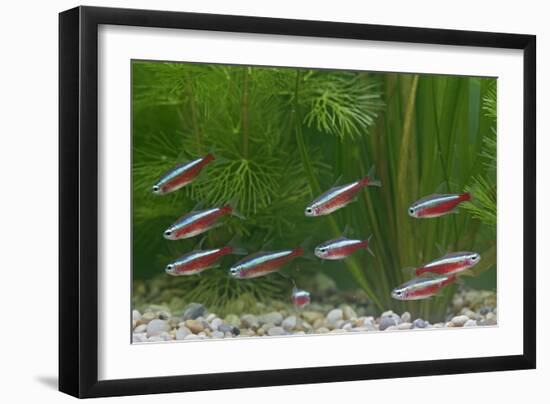 Cardinal Tetra Small Shoal by Weeds-null-Framed Premium Photographic Print