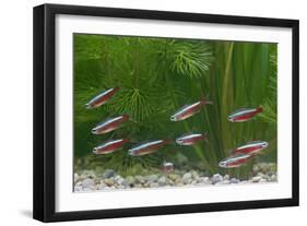 Cardinal Tetra Small Shoal by Weeds-null-Framed Premium Photographic Print