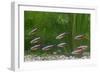 Cardinal Tetra Small Shoal by Weeds-null-Framed Premium Photographic Print