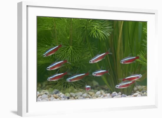 Cardinal Tetra Small Shoal by Weeds-null-Framed Photographic Print