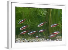 Cardinal Tetra Small Shoal by Weeds-null-Framed Photographic Print