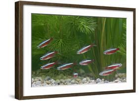 Cardinal Tetra Small Shoal by Weeds-null-Framed Photographic Print