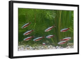 Cardinal Tetra Small Shoal by Weeds-null-Framed Photographic Print