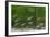 Cardinal Tetra Small Shoal by Weeds-null-Framed Photographic Print