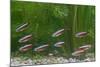 Cardinal Tetra Small Shoal by Weeds-null-Mounted Photographic Print