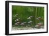 Cardinal Tetra Small Shoal by Weeds-null-Framed Photographic Print