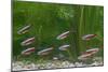Cardinal Tetra Small Shoal by Weeds-null-Mounted Photographic Print