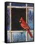 Cardinal Window-Chris Vest-Framed Stretched Canvas