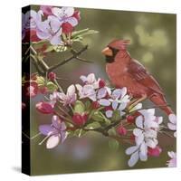 Cardinal with Apple Blossoms-William Vanderdasson-Stretched Canvas
