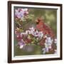 Cardinal with Apple Blossoms-William Vanderdasson-Framed Giclee Print