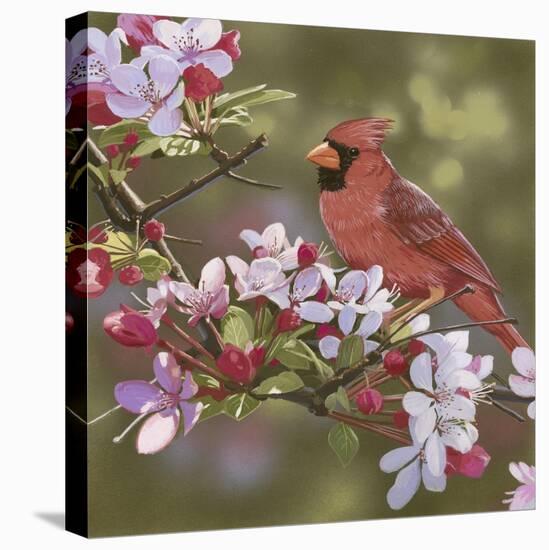 Cardinal with Apple Blossoms-William Vanderdasson-Stretched Canvas