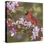 Cardinal with Apple Blossoms-William Vanderdasson-Stretched Canvas