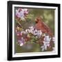 Cardinal with Apple Blossoms-William Vanderdasson-Framed Giclee Print