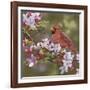 Cardinal with Apple Blossoms-William Vanderdasson-Framed Giclee Print