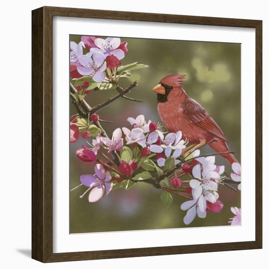 Cardinal with Apple Blossoms-William Vanderdasson-Framed Giclee Print