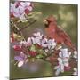 Cardinal with Apple Blossoms-William Vanderdasson-Mounted Giclee Print