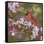 Cardinal with Apple Blossoms-William Vanderdasson-Framed Stretched Canvas