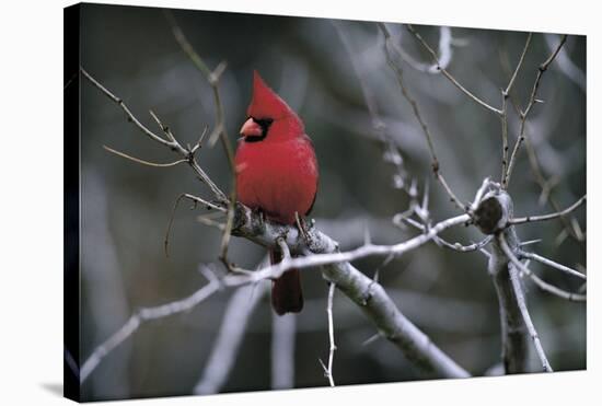 Cardinal-Art Wolfe-Stretched Canvas