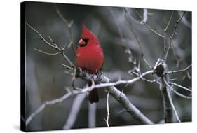 Cardinal-Art Wolfe-Stretched Canvas