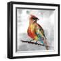 Cardinal-Stephane Fontaine-Framed Giclee Print