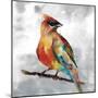 Cardinal-Stephane Fontaine-Mounted Giclee Print