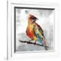 Cardinal-Stephane Fontaine-Framed Giclee Print