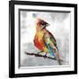 Cardinal-Stephane Fontaine-Framed Giclee Print