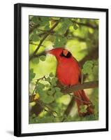 Cardinal-Don Paulson-Framed Giclee Print