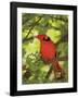 Cardinal-Don Paulson-Framed Giclee Print