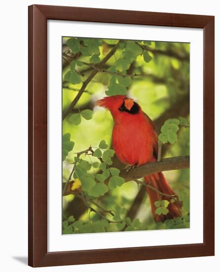 Cardinal-Don Paulson-Framed Giclee Print