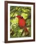 Cardinal-Don Paulson-Framed Giclee Print