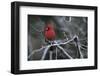 Cardinal-Art Wolfe-Framed Art Print